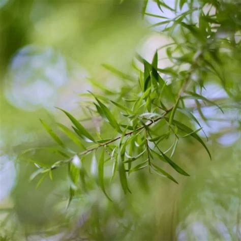 有香味的樹|3種樹通體散發著香味，養在屋子裡，就像噴了高檔香。